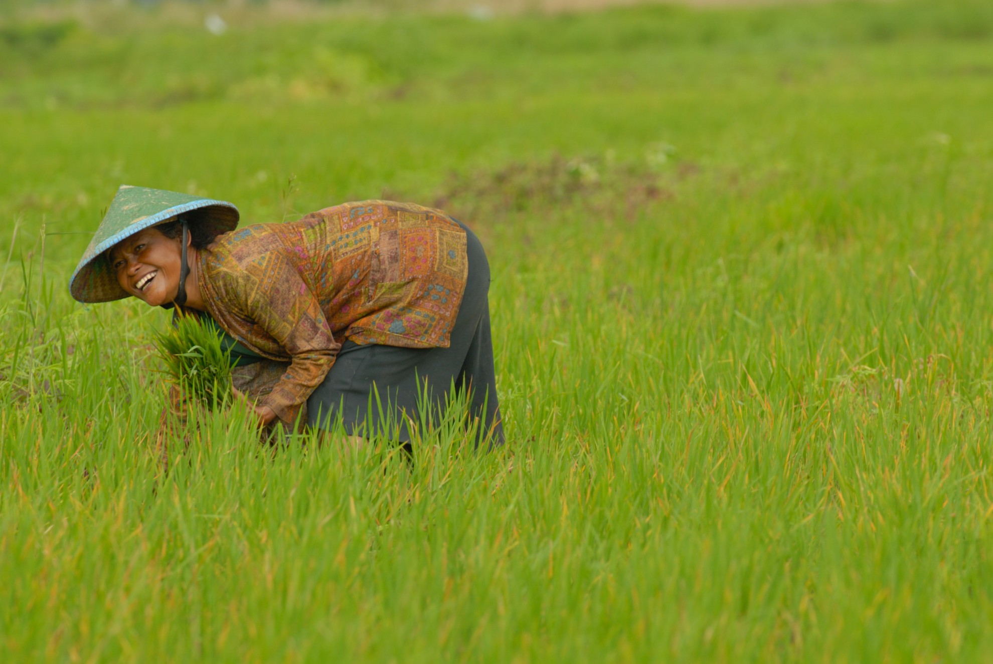 the-role-of-agricultural-cooperatives-in-helping-reduce-poverty-in-asia